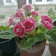 重瓣大岩桐种子 富贵芙蓉花种子 四季播花卉易种室内阳台盆栽花 897粒良种送肥 混合装各种颜色