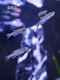 Mo Zhiyao Ornamental Fish Zebrafish Living Small Living Fish Freshwater Practice Fish Crazy Tropical Fish Six Colored Rainbow Zebras 6 Free 2 Get 2 Loss Prevent Loss 8