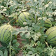 Beishu Jingxin watermelon seeds seedlings big red flesh thin skin super crispy sweet potted melon seeds Jingxin watermelon seeds about 50 pieces