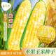 Long-cultivation super sweet two-color fruit corn seeds easy to grow sweet corn seeds extra large drought-resistant spring four seasons sweet waxy corn sticky sweet crispy sweet 89 corn 100g gold medal corn