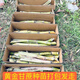 Jingyu Guangxi Golden Sugarcane Fresh Seedlings 5 Yellow Sugarcane Roots