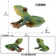 Oenux Simulation cognitive grenouille jouet solide enfant de poupée pour enfants Small Ornaments Bullfrog Frog Frog Bullfrog Frog Toad 1429 Africain Reed Frog