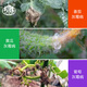Bayer Stigro 40% pyrimethanamine grapevine tomato cucumber gray mold pesticide fungicide pesticide 100ml