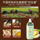 Dicai Ginger Shampoo Herbal Old Ginger Juice Refreshing Fluffy Anti-dandruff Moisturizing Soft Men and Women Shampoo 750ml
