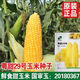 Sweet and crispy fruit corn seeds, big sticks, early-maturing, fragrant and super-sweet corn, eaten raw in all seasons, field planting seeds, high-quality fruit corn seeds, newly planted in season - 5 packs, about 500 grains