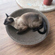 Tiantian Cat Large Disk Corrugated Paper Bowl-Shaped Cat Scratching Board Cat Nest Cat Claw Wear-Resistant Cat Toy Cat Supplies