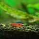 Tingbaige Ornamental Shrimp Pet Shrimp Adult Propagation Shrimp Female Shrimp Male Shrimp Colorful Shrimp Live Ten Female Three Male Set Live Shrimp 10 Female Three Male Shrimp 10 Female Three Male Shrimp 10 Female Three Male