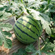 Beishu Jingxin watermelon seeds seedlings big red flesh thin skin super crispy sweet potted melon seeds Jingxin watermelon seeds about 50 pieces