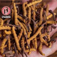 Ivanmai Auténtico Cordyceps Cordyceps Cordyceps Cordyceps Casco de hierba no rota Empacada de tubos de raíz súper grande Liangshan Yivanmai Yivanta prueba 1 botella