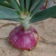 Purple-skinned onion seedlings, fruit red-skinned onion seedlings, four-season garden vegetable seedlings, 20 trial plantings, purple-skinned fruit onion seedlings, high-yielding king