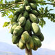 Dwarf papaya seedlings, fruit papayas, red-fleshed papaya seedlings, large green papaya seedlings that bear fruit in four seasons, potted courtyards, 2 dwarf papaya seedlings (10 cm high), free reissue after receiving dead seedlings (with cups and leaves)