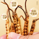5 Wild Cordyceps sinensis auf Lei yunshang/g 15g etwa 75 Tibet Nagqu Cordyceps Geschenkbox Geschäftsgeschenk