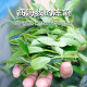 Xinqi Xiang Yanding Oolong Tea Authentic Taiwan Native Gaoshan Tea Dragon Boat Festival Día de regalo del padre 300G Oolong Simple Pack Simple Fire 150g*2 Pack
