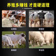 Cattle fattening, fattening, weight gain, growth promotion, fat tyrant feed additive, chicken, duck, goose, cattle and sheep premix, poultry and veterinary use, 5 packs, buy 3 get 2 free, gluttonous and sleepy, strong growth