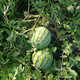 Zhongke Maohua melon and fruit seeds Zhongke Bingqilin watermelon seed improved 8424 Jingxin type replaces Meidu watermelon variety with crack resistance Zhongke Bingqilin 1000 capsules/box one acre package
