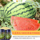 Changgong 8424 Watermelon Seed Sweet King Extra Large Kirin Melon Seedless Lazy Man Watermelon Seasonal Fruit Seed Vegetable Seed Lin Feng Changlong Watermelon 100g Original 900 Capsules