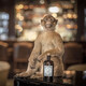 猴王47（Monkey ）黑森林干金酒 风味配制酒 德国进口洋酒 500mL 1瓶