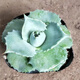 Agave Family Series von Schnee, verheißungsvolle Kronbrokade fünf Farben und andere saftige Pflanzen Gartenpopfpflanzen Maikele Ji Luanxue 12-15 cm