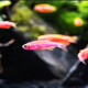 Yunfeng Hairui tropical fish Ornamental fish Small ornamental fish Zebrafish Live Tropical fish Live Small fish Live fish 10 red zebrafish