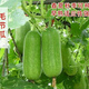 Hairy melon seeds are easy to sow in all seasons. Winter melon seeds are grown in fields and courtyards. Hairy melon vegetable seeds are easy to sow. Winter melon simple pack 70 capsules