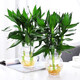 Green Intentional Guanyin Bamboo Rich Bamboo Hydroponic Plants Flowers with Roots Green Plants Pothos Indoor Potted Plants Transfer Bamboo Water for Good Growth 3 Guanyin Bamboo Trees with Roots (Simple Cup) + Nutrient Solution
