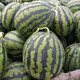 Zhongke Maohua Melon Fruit Seeds Zhongke Milong Sweet King Watermelon Seeds Large Fruit Type Big Red Flesh Single Melon 15-20 Jin Jin equals 0.5 kg Easy to grow Zhongke Milong 100g/box About 1600 seeds for seedling cultivation