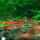 Tingbaige Ornamental Shrimp Pet Shrimp Adult Propagation Shrimp Female Shrimp Male Shrimp Colorful Shrimp Live Ten Female Three Male Set Live Shrimp 10 Female Three Male Shrimp 10 Female Three Male Shrimp 10 Female Three Male