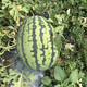 Zhongke Maohua Melon Fruit Seeds Zhongke Milong Sweet King Watermelon Seeds Large Fruit Type Big Red Flesh Single Melon 15-20 Jin Jin equals 0.5 kg Easy to grow Zhongke Milong 100g/box About 1600 seeds for seedling cultivation