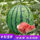 Zhongke Maohua Vegetable and Fruit Seeds Jinmeidu Watermelon Seeds Improved 8424 Kirin Melon High Purity Zhejiang Meidu Watermelon Seeds Jinmeidu 200 capsules/bag preferred
