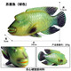 Spielzeugfisch erkennt die gefälschte Fischsimulation von Kindern Ozeanwasser Fischmodell Tierlachs Mann Thunfisch gesalzene Fischqualle M-1151 Krokodil El