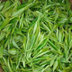 Mingshi Chunyuan origin Maojian tea wholesale fried green tea before and after the rain spring tea Xinyang Maojian 125g*1125g