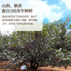 
Dingqinghu Pingkengtou ancient tree duck shit fragrant phoenix single pine tea Wuluan single pine special high mountain old pine Chaozhou 50g souvenir