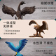 儿童玩具仿真动物模型鸟类套装大嘴鸟鹦鹉鸵鸟孔雀小鸟火鸡男孩女 723红色金刚鹦鹉