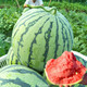 Yuhenong Special Sweet Watermelon Seeds Southern Spring 8424 Kirin Melon Pot Planting Rock Sugar Kirin Watermelon Seeds 30 capsules