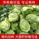 Chunfeng Extra Large Beef Heart Cabbage Seeds Cabbage Seeds Lotus White Cabbage Cold-resistant Spring and Autumn Four Seasons Vegetable Seeds Company Original Approximately 285 capsules per bag