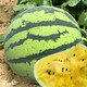Dayu Yellow Heart Watermelon Seed Seedlings, Early Mature, Yellow Skin, Red Flesh, Yellow Flesh, Special Xiaofeng Watermelon Seeds, Southern Fruit, Yellow Flesh, Xiaolan Watermelon Seeds, 10 capsules