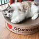 Tiantian Cat Large Disk Corrugated Paper Bowl-Shaped Cat Scratching Board Cat Nest Cat Claw Wear-Resistant Cat Toy Cat Supplies