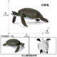 
Oenux marine animal model sea turtle toy solid turtle simulation small creature ornament figure children's elephant turtle leatherback turtle M-688 Brazilian turtle