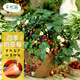 Strawberry seed cream strawberry seedlings for planting indoor and outdoor balcony vegetables and fruits potted flower seeds Dandong spring four seasons Rainbow field four seasons milk strawberry seeds 150 capsules * 2 packs