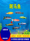 Mo Zhiyao Ornamental Fish Zebrafish Living Small Living Fish Freshwater Practice Fish Crazy Tropical Fish Six Colored Rainbow Zebras 6 Free 2 Get 2 Loss Prevent Loss 8