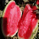 Beishu 8424 watermelon seeds, early maturing special melon fruit, no pruning, 50 pieces of lazy watermelon seeds