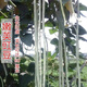 Super delicious big flesh glutinous rice sweet bean seeds white long beans sown in spring, summer and autumn white jade long cowpeas easy to grow vegetable poultry big flesh glutinous rice sweet beans seeds original quality 2 packs + fertilizer