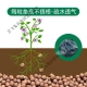 Ceramsite ball bottom flower pot bottom hydroponic gardening flowers potted succulent soil pottery particles flower-growing pavement stone soilless cultivation nutritious soil anti-rot root breathable water retention heat preservation rice large size 5 catties