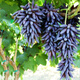 Grape seeds potted fruit tree seeds grape balcony fruit seeds grape tree grape planting Kyoho grape seeds 28 capsules p