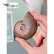 Shengbei Natural Ammonite Snail Fossil Colorful Ammonite Biological Fossil Raw Stone Specimen Ammonite Gemstone Ornament Children's Popular Science 6-7cm One