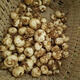 Fritillary bulbs, Hubei Fritillary seedlings, Sichuan Fritillary seedlings, Chinese medicinal Fritillary bulbs, Fritillaria seedlings 5 pieces