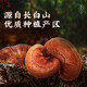 Lei yun Shang gebrochene Wand Ganoderma lucidum spore pulver Geschenkbox 1g*22 Beutel/Box Jilin Changbaishan Ganoderma lucidum Pulver verstärkt die Immunität 2 Kisten 44g