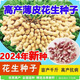 2024 New High Yield Peanut Seeds New Arrivals Peanut Seeds Peanut Original Seeds Academy of Agricultural Sciences Raw Peanuts Shelled Seeds High Yield Peanut Seeds 100% Original Seeds 1-1 In Shell Five Jin Jin is equal to 0.5 kg 2/500 g