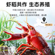 Fishing Travel Notes Crayfish extra large lobster tail raw shrimp balls net weight 2Jin Jin is equal to 0.5kg 180-220 pieces