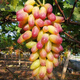 Grape seeds potted fruit tree seeds grape balcony fruit seeds grape tree grape planting Kyoho grape seeds 28 capsules p